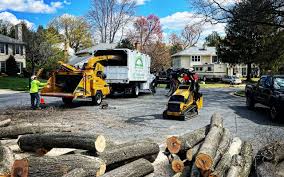 Best Tree Disease Treatment  in Mount Carmel, OH