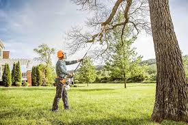 Best Fruit Tree Pruning  in Mount Carmel, OH