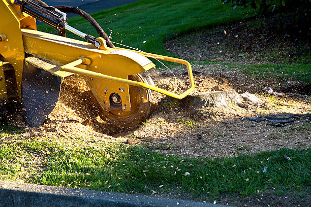 Best Tree Trimming and Pruning  in Mount Carmel, OH