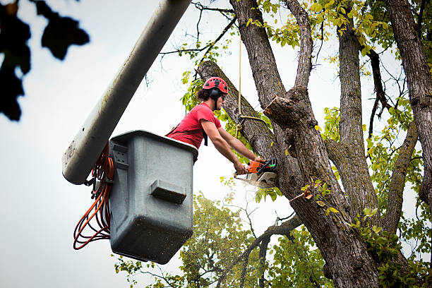 Best Commercial Tree Services  in Mount Carmel, OH